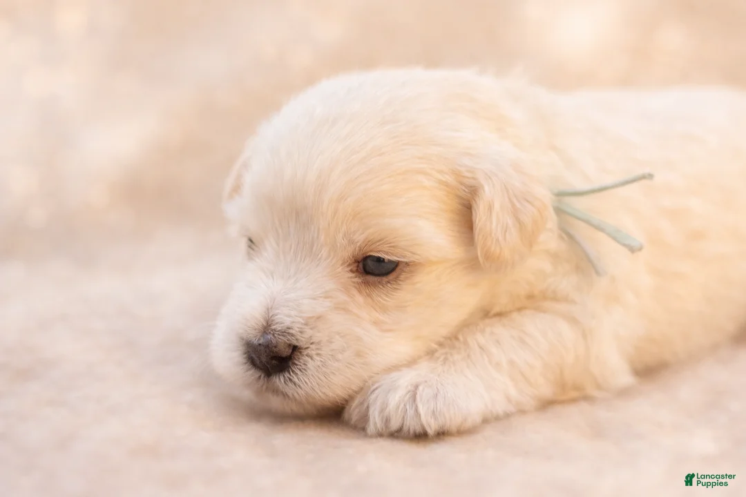 Miniature Schnauzer dogs for sale: Mr. Frost - Ad 2