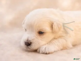 Miniature Schnauzer dogs Mr. Frost - Ad 2