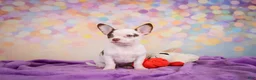 Chihuahua dogs for sale: Gus - Ad 12