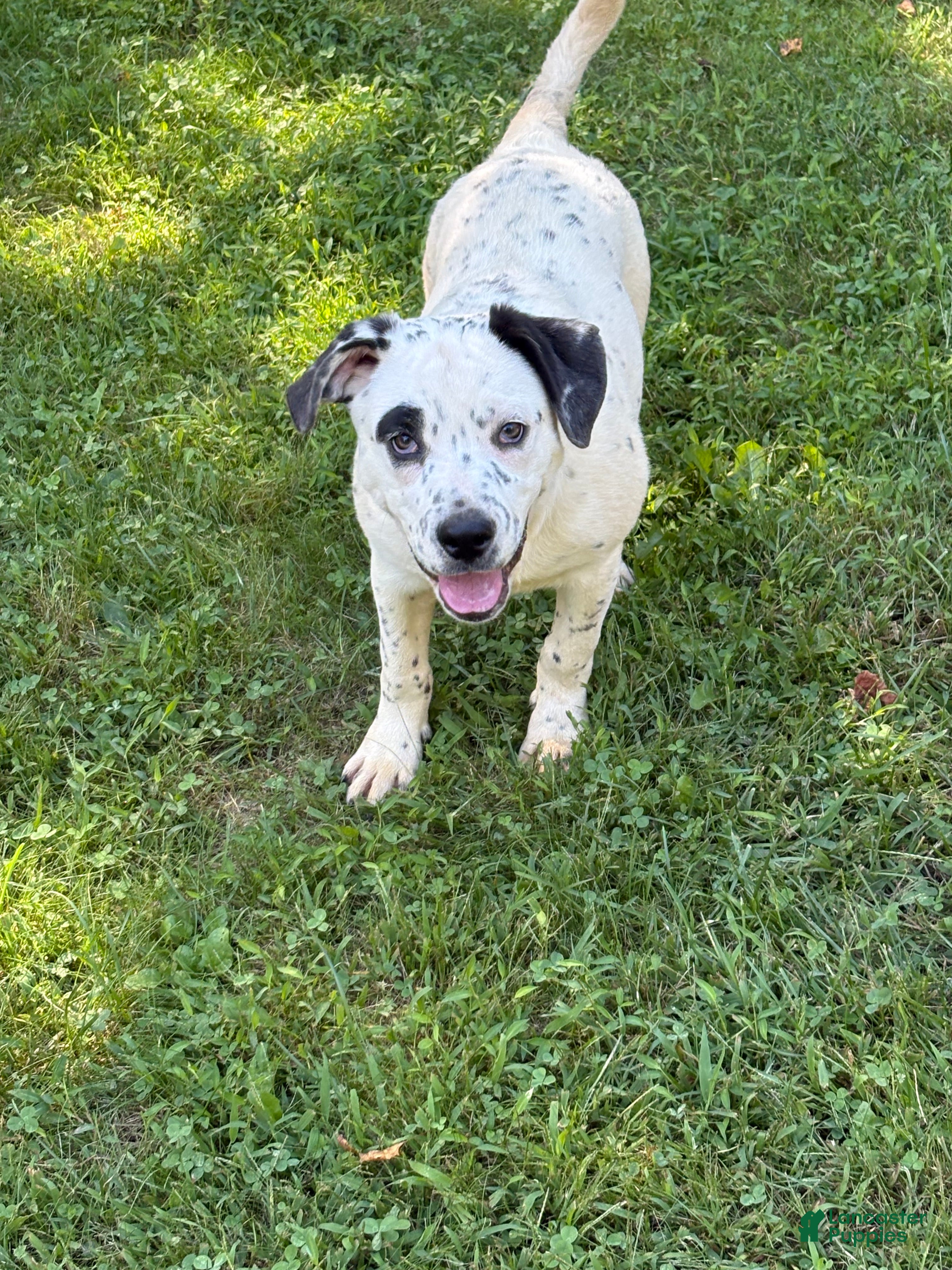 Mixed Breed dogs Dice - Ad 18
