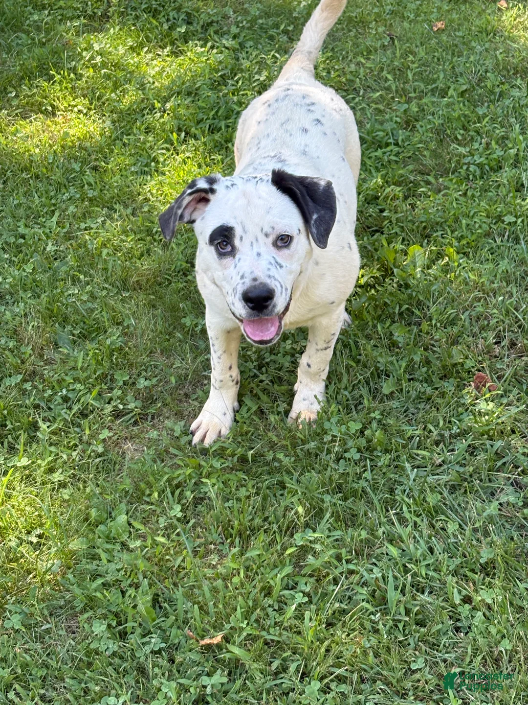 Mixed Breed dogs for sale: Dice - Ad 1