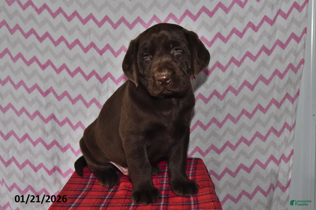 Labrador Retriever dogs for sale: Toby - Ad 1