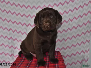 Labrador Retriever dogs Toby - Ad 27