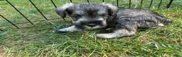 Miniature Schnauzer dogs for sale: Miniature Schnauzer 3 - Ad 2