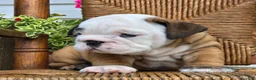 English Bulldog dogs for sale: Bagel - Ad 5