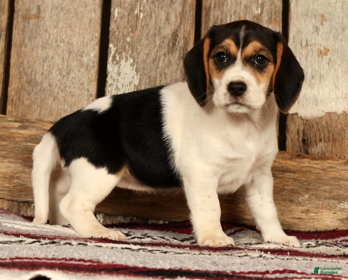 Beagle dogs for sale: Cuddles - Ad 6