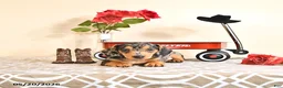 Miniature Dachshund dogs for sale: Curtis - Ad 4