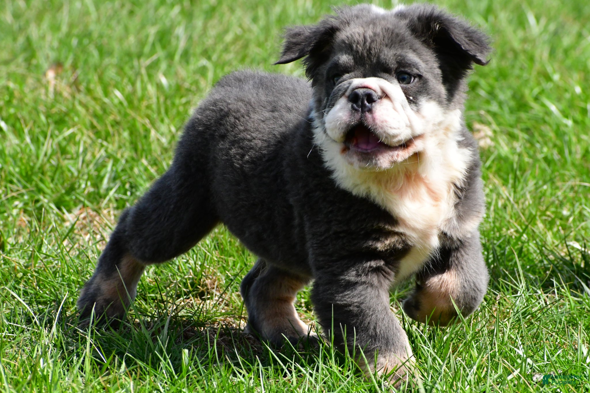 English Bulldog dogs Falcon - Ad 1