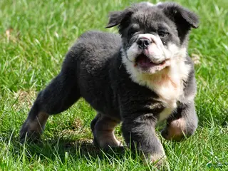 English Bulldog dogs for sale: Falcon - Ad 2