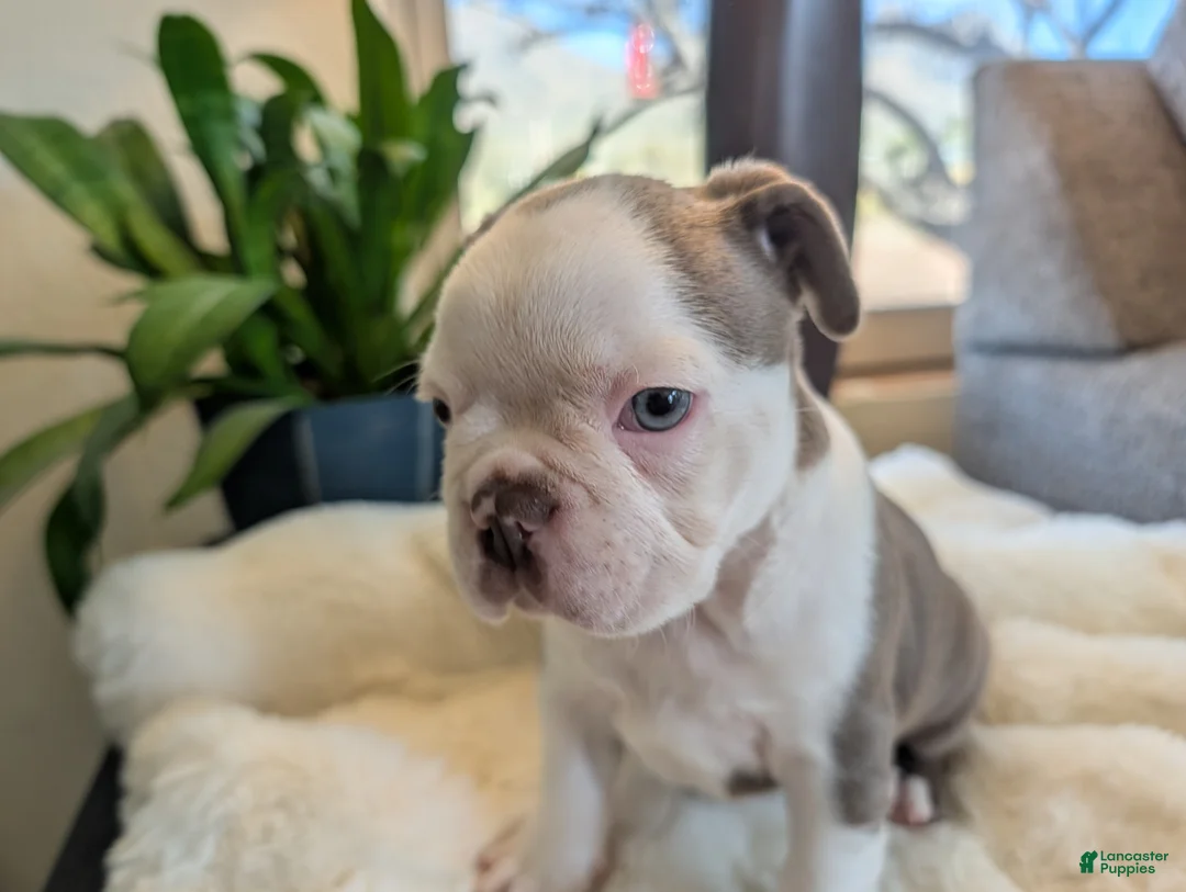 Frenchton dogs for sale: Spruce - Ad 2