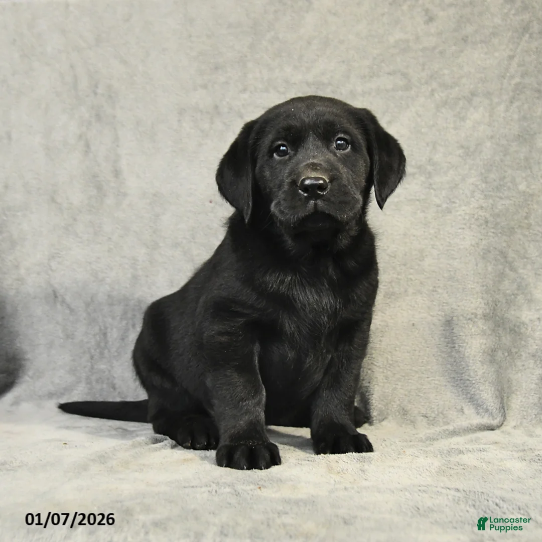 Labrador Retriever dogs for sale: Buddy - Ad 6