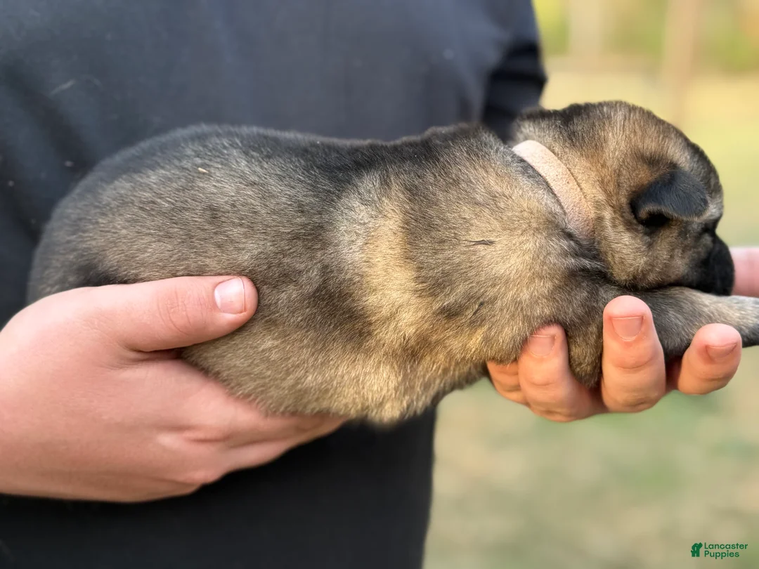 Gerberian Shepsky dogs for sale: Rogue - Ad 6