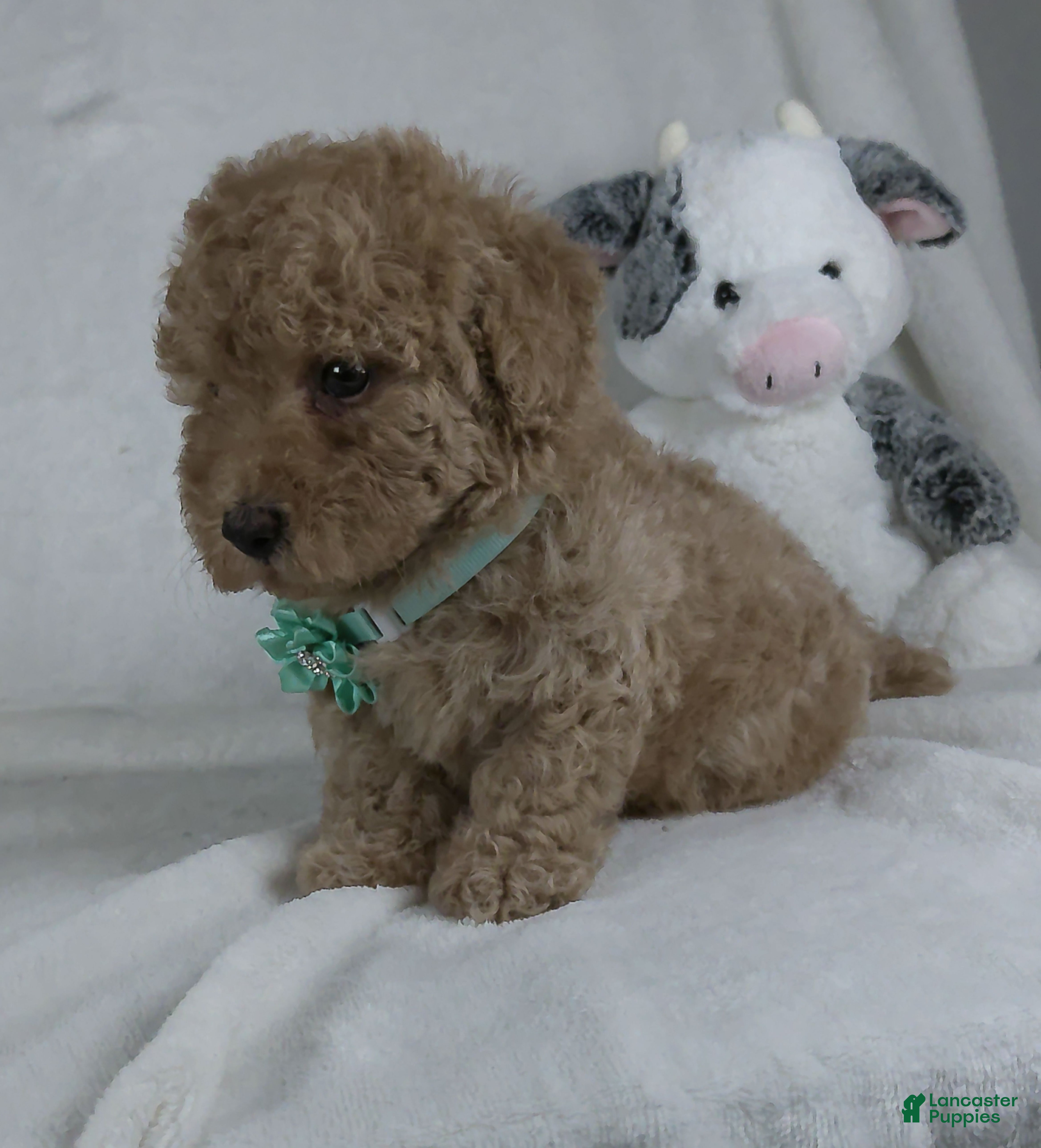 Miniature Poodle dogs Bo - Ad 2