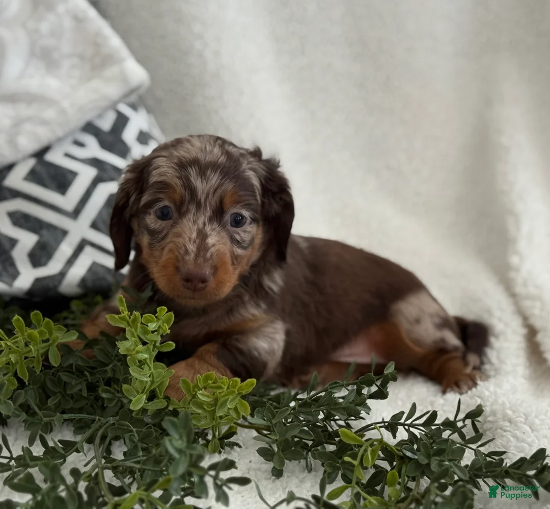 Miniature Dachshund dogs for sale: Tanner - Ad 7