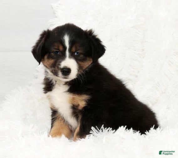 Australian Shepherd dogs Bo - Ad 11
