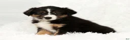 Australian Shepherd dogs for sale: Bo - Ad 8