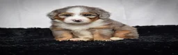 Mini Bernedoodle dogs for sale: Beverly - Ad 6