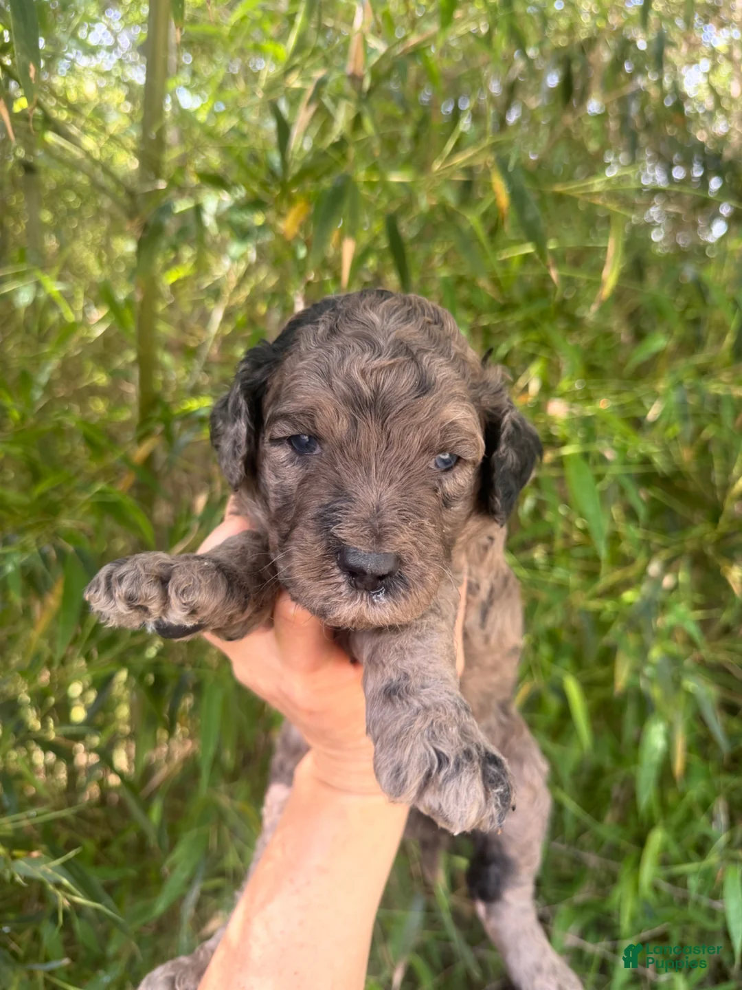 Goldendoodle dogs for sale: F2b Goldendoodle Puppy 2 - Ad 2