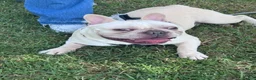 French Bulldog dogs for sale: French Bulldog 1 - Ad 6