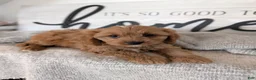 Cavapoo dogs for sale: Prince - Ad 3
