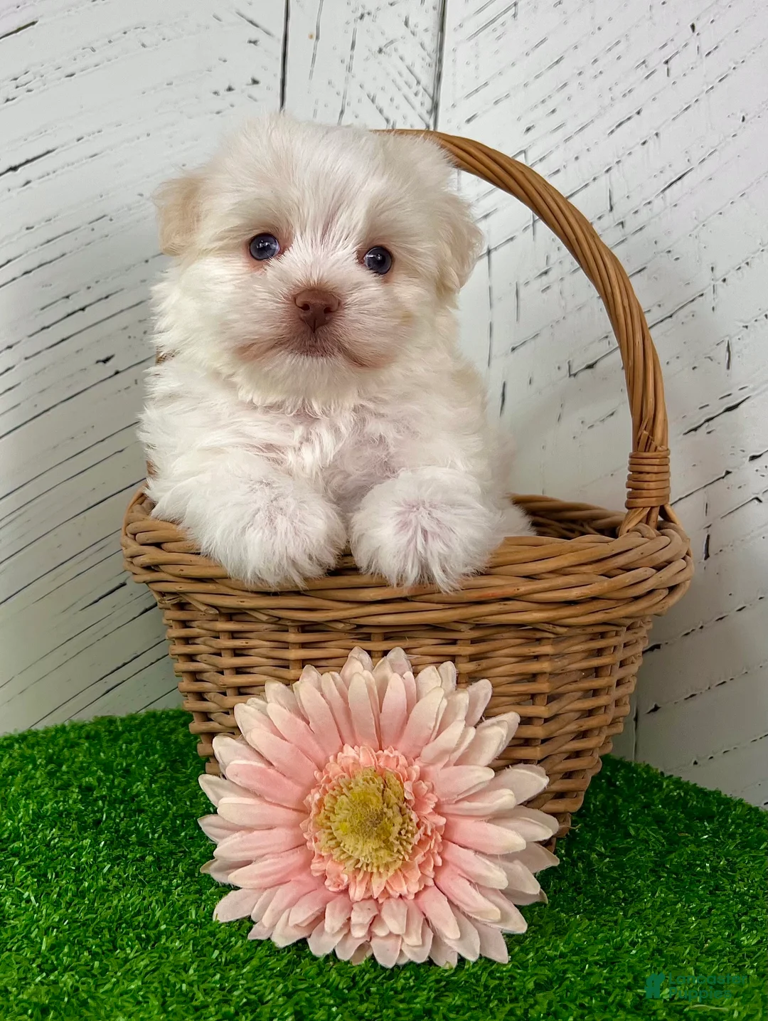 Havanese dogs for sale: Angel - Ad 1