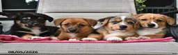 Welsh Corgi Pembroke dogs for sale: Destiny - Ad 5