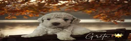 Mini Goldendoodle dogs for sale: Mini Goldendoodle 2 - Ad 27