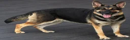 German Shepherd dogs for sale: German Shepherd 1 - Ad 2