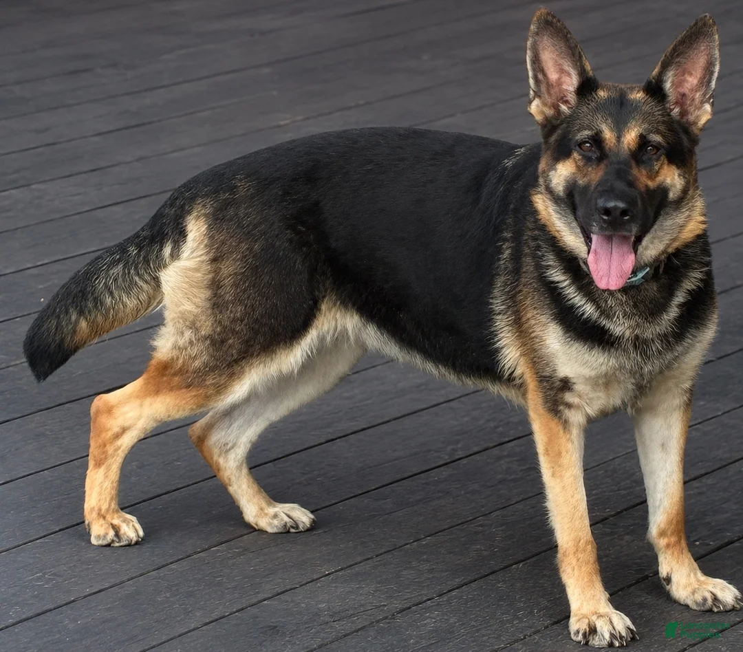 German Shepherd dogs for sale: German Shepherd 1 - Ad 2