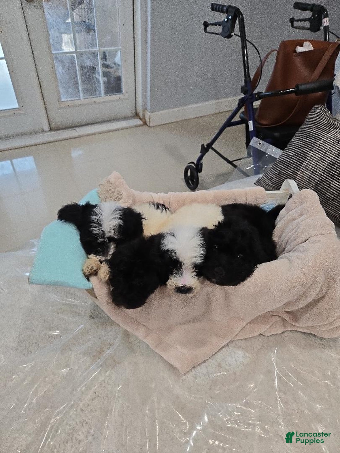 Goldendoodle dogs for sale: Goldendoodle Puppy 1 - Ad 1