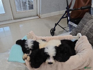 Goldendoodle dogs Goldendoodle Puppy 1 - Ad 1