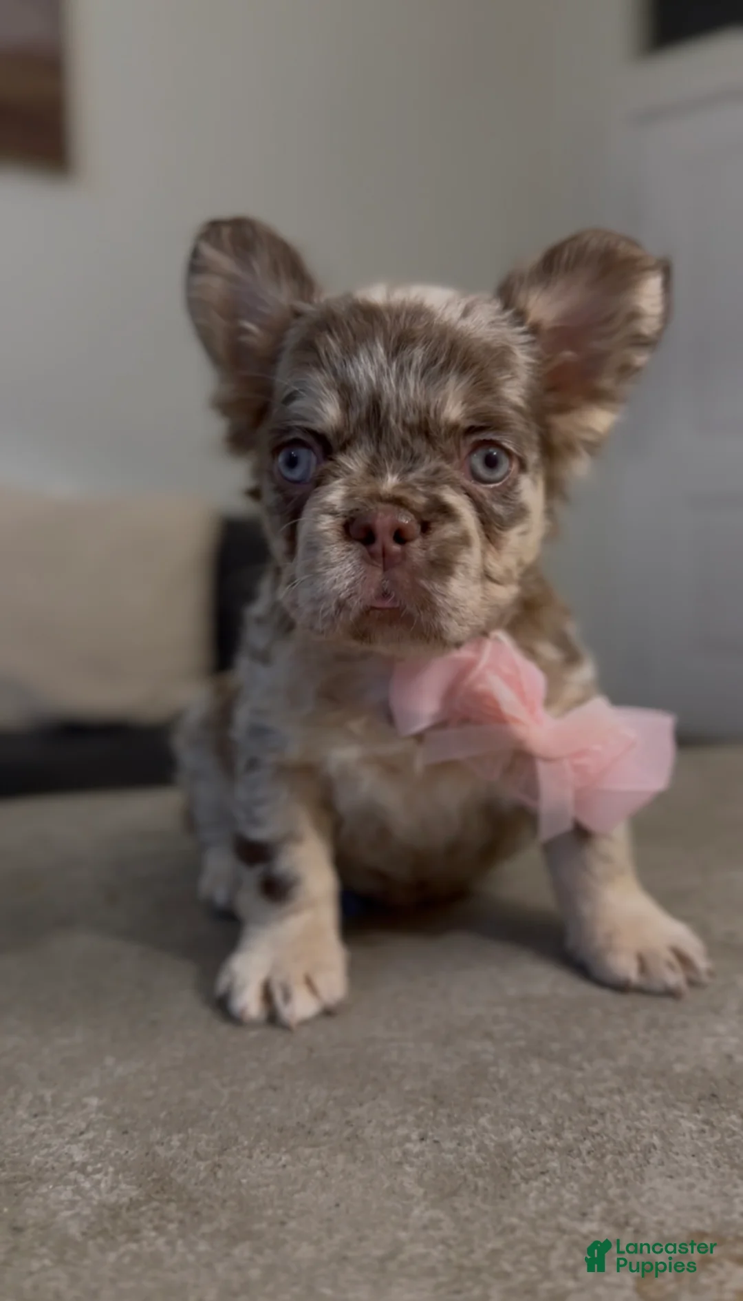 French Bulldog dogs for sale: French Bulldog Puppy 6 - Ad 1