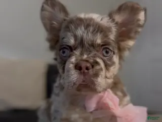 French Bulldog dogs French Bulldog Puppy 6 - Ad 40