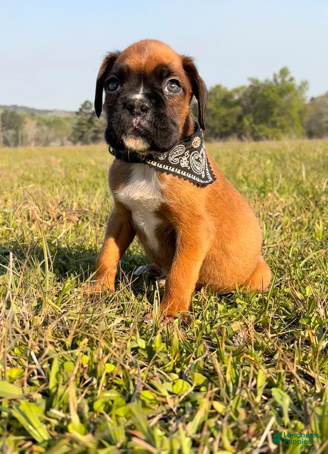 Boxer dogs for sale: Male Boxer Puppy - Chaos  - Ad 2