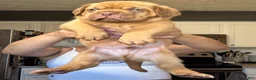 Dogue De Bordeaux dogs for sale: Dogue De Bordeaux Puppy 5 - Ad 14