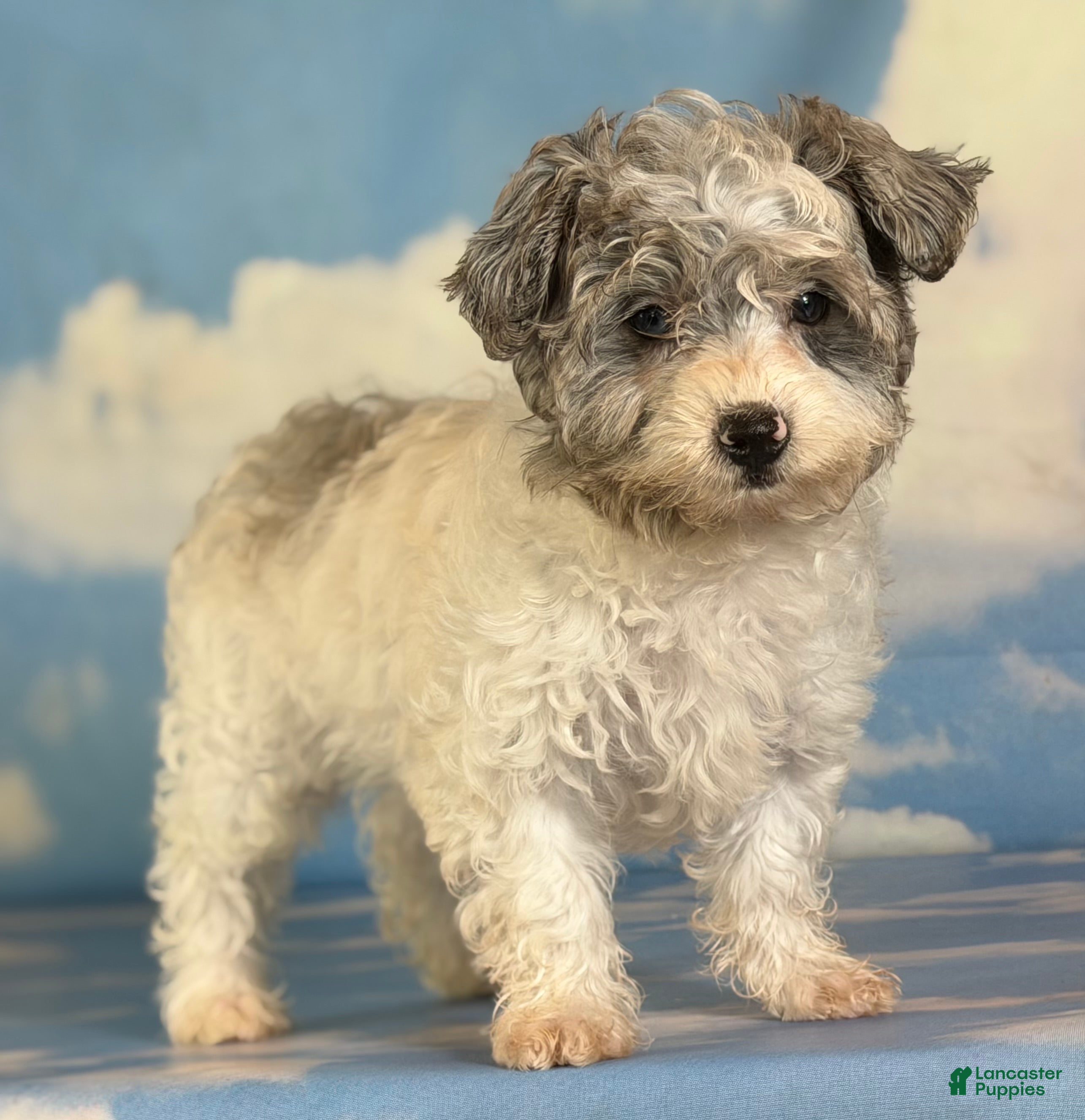 Maltipoo dogs for sale: Marlow - Ad 1