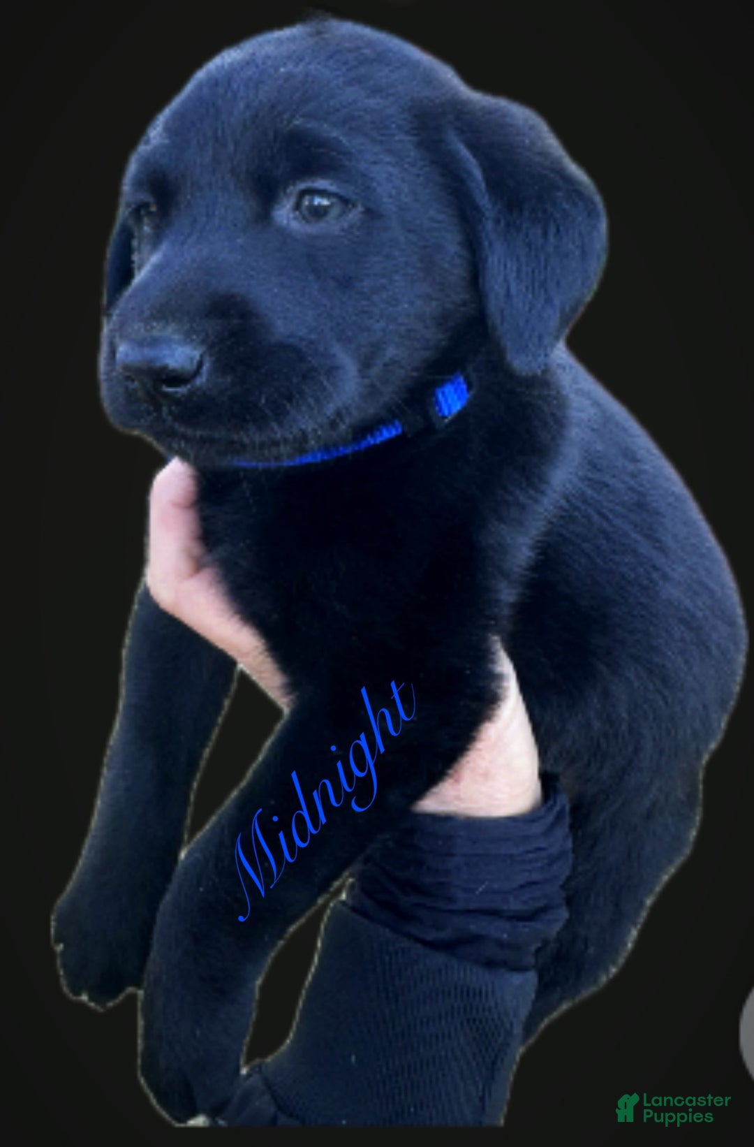 Labrador Retriever dogs for sale: Labrador Retriever Puppy 1 - Ad 6