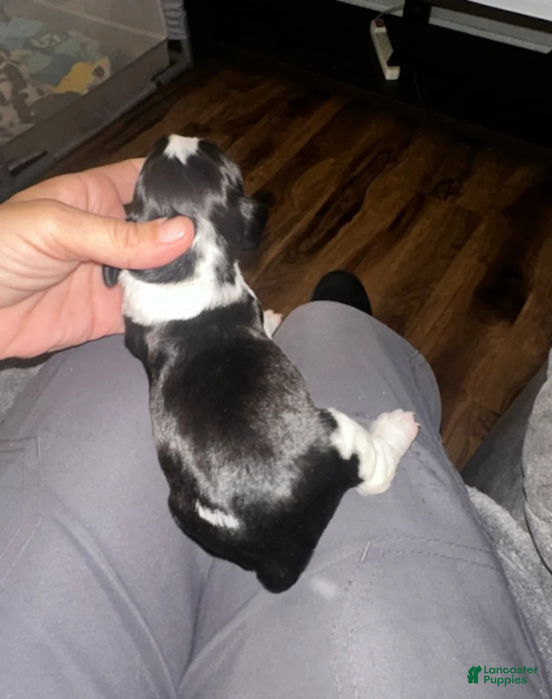 English Springer Spaniel dogs for sale: English Springer Spaniel Girl 2 - Ad 3