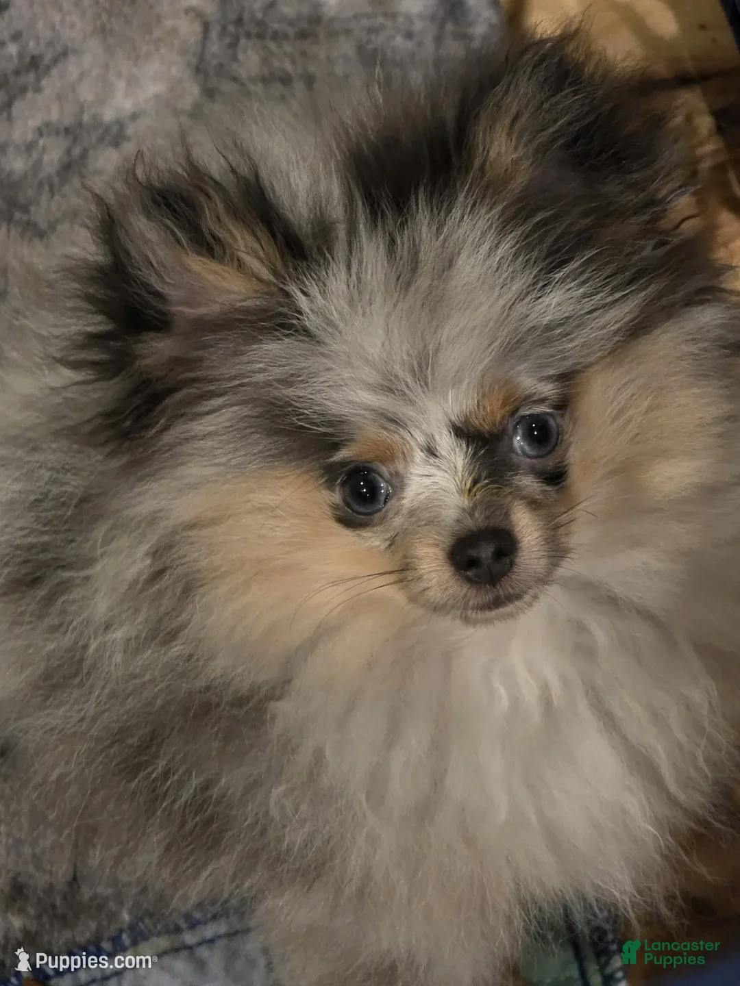 Pomeranian dogs for sale: Aca Harley  - Ad 2