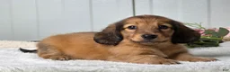 Miniature Dachshund dogs for sale: Marla - Ad 3