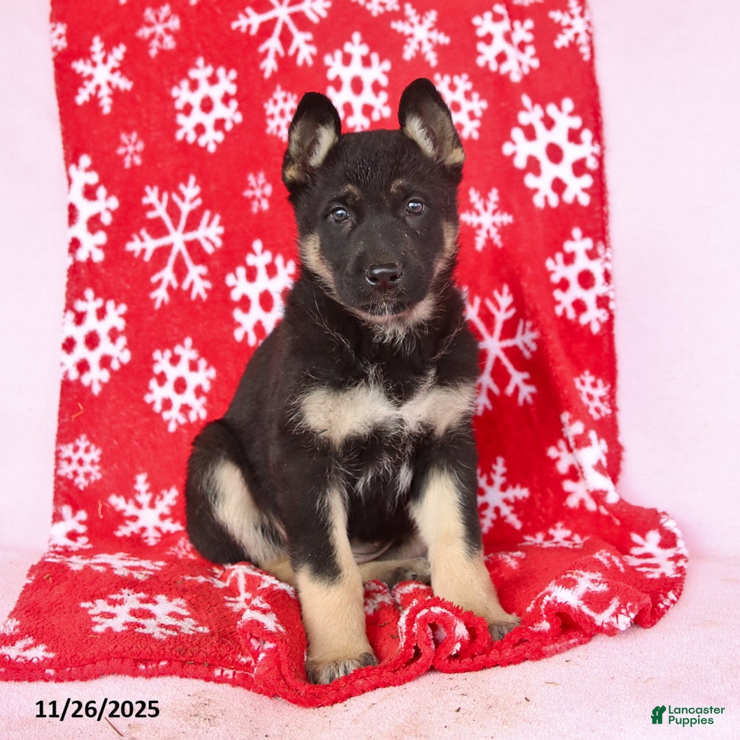 German Shepherd dogs for sale: Coco  - Ad 1