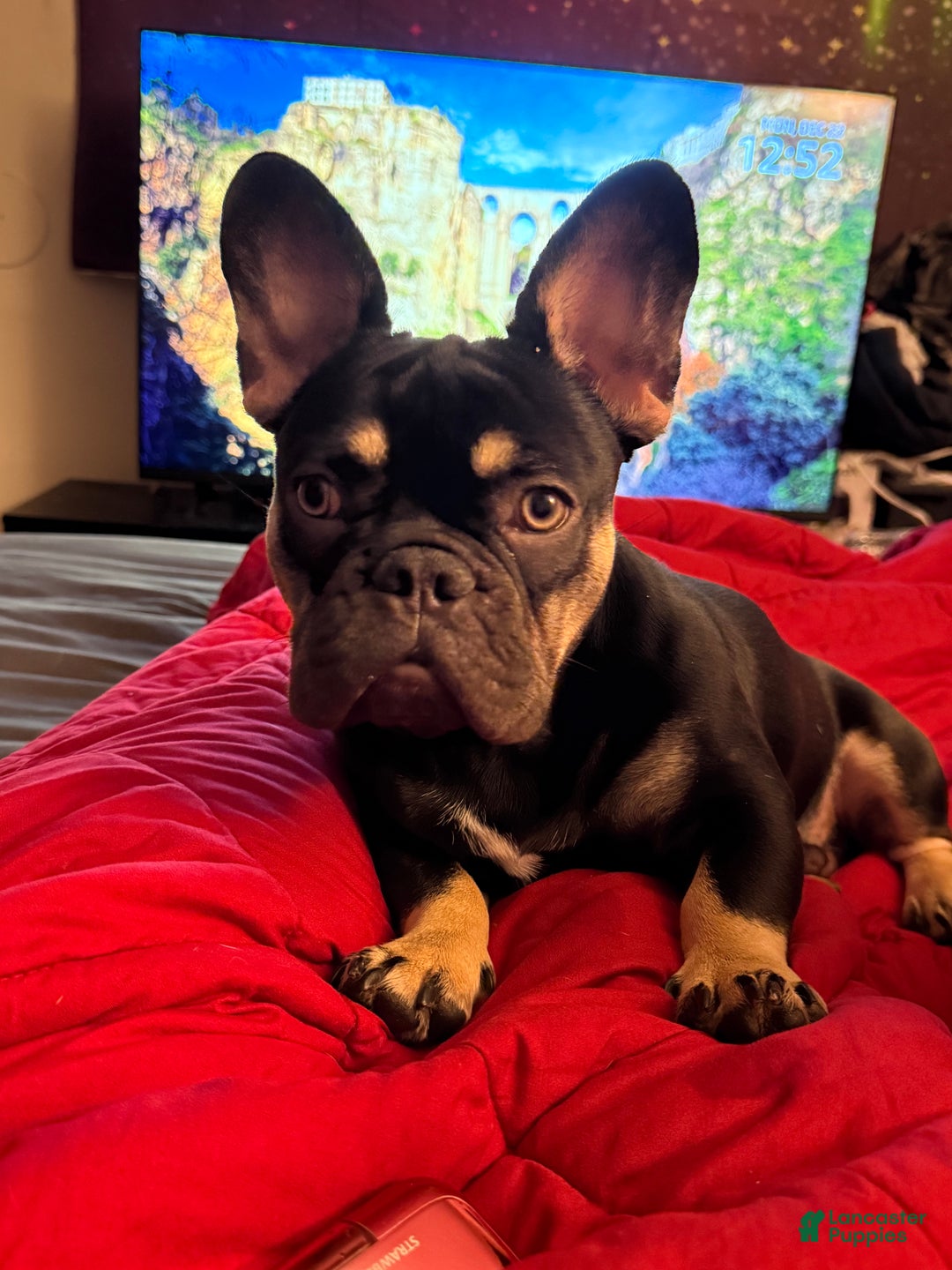 French Bulldog dogs for stud: King  - Ad 3