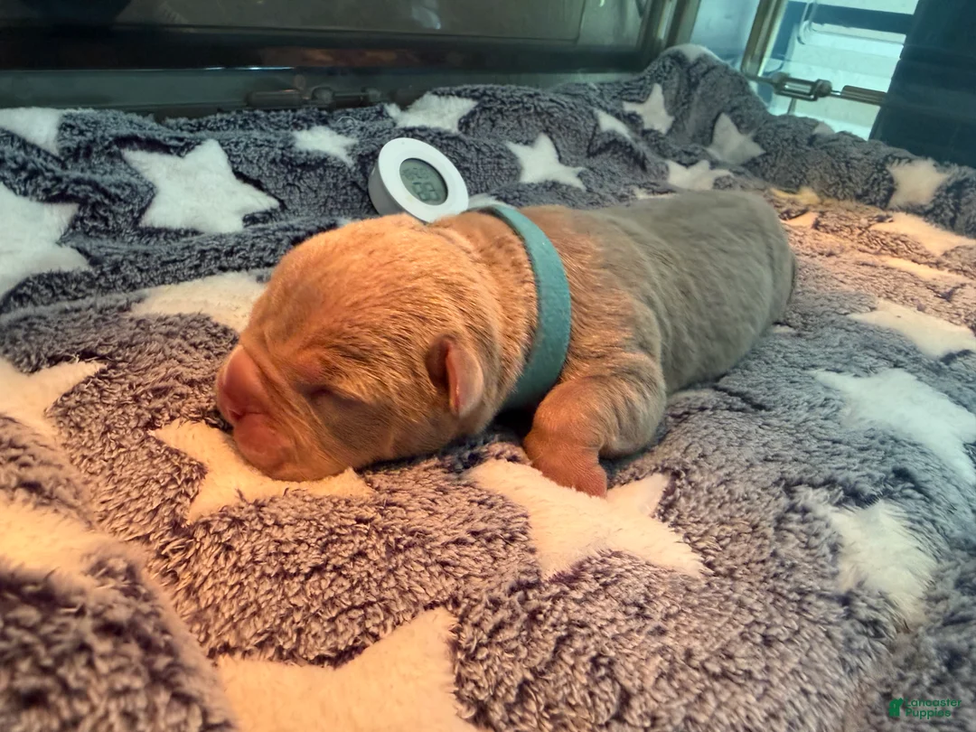 American Bully dogs for sale: American Bully 1 - Ad 1