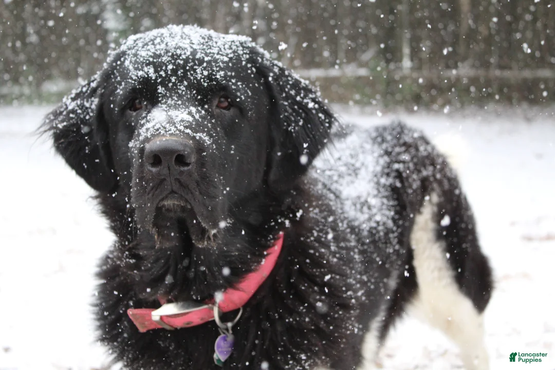 Newfoundland dogs for sale: Molly - Ad 4