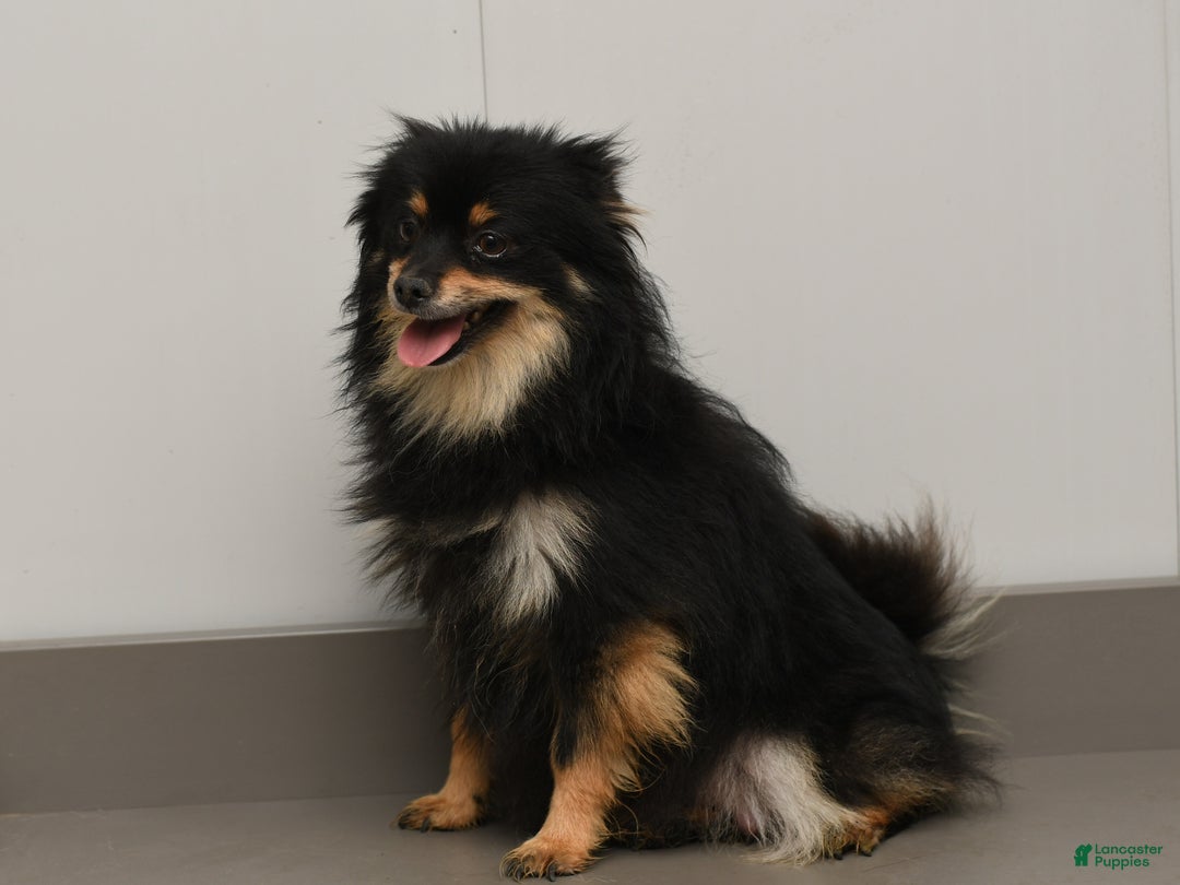 Pomeranian dogs for sale: Lucky - Ad 7