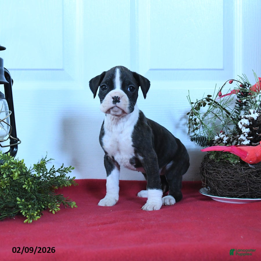 Boxer dogs Mia - Ad 2