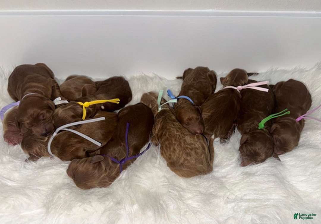 Goldendoodle dogs for sale: Girl 5 - Ad 5