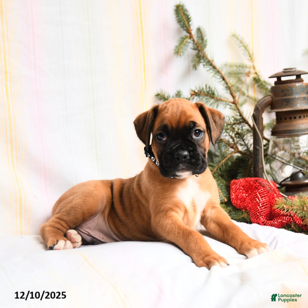 Boxer dogs for sale: Nutcracker - Ad 5