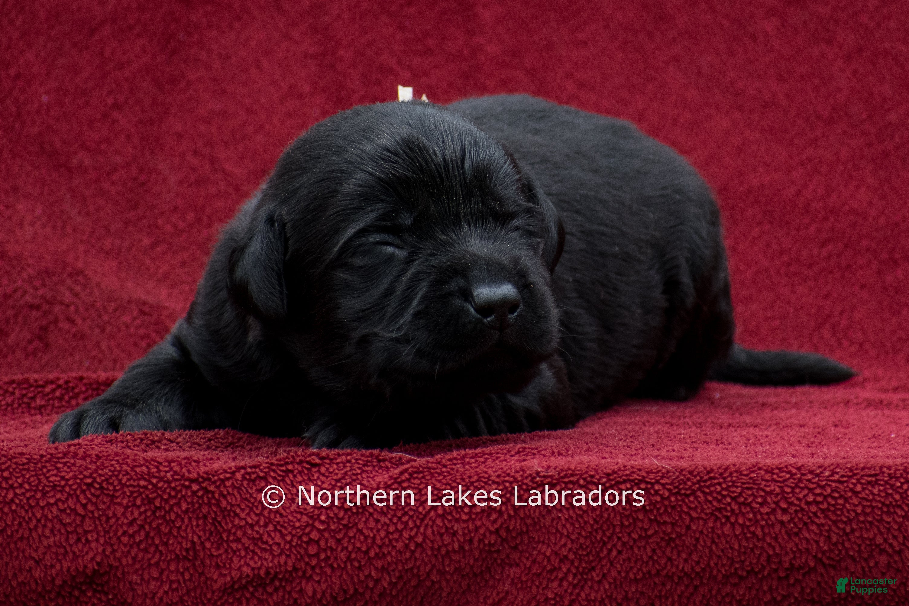 Labrador Retriever dogs Noah - Ad 17