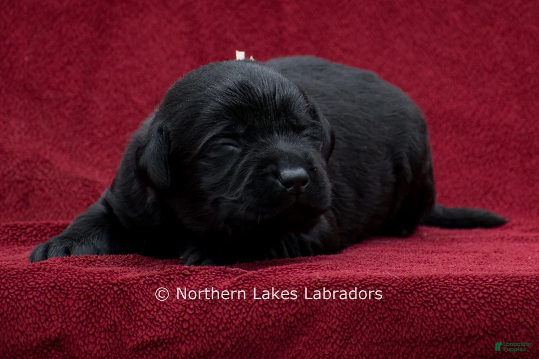 Labrador Retriever dogs for sale: Noah - Ad 1